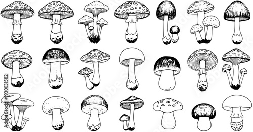 Detailed Hand-Drawn Collection of Various Wild Mushrooms and Fungi in Black and White Outline Sketch Art, Perfect for Nature and Botanical Designs
