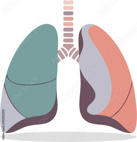 An artistic representation of the human respiratory system showcasing lungs and trachea in a stylized, colorful illustration
