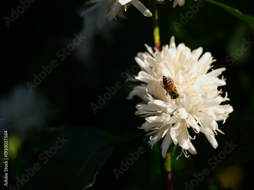 Eastern or Asiatic or Asian honey bee fliing to seeking nectar on Robusta coffee blossom on tree plant with green leaf with black color in background. Petals and white stamens of blooming flowers