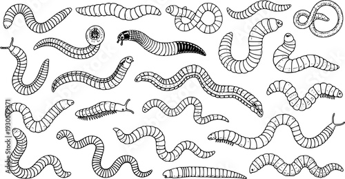 Hand drawn outline illustration collection of various worms, caterpillars, millipedes, and other segmented invertebrate creatures. Sketchy black and white doodle set for nature and biology themes.