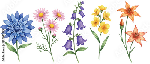 A vibrant collection of hand-painted watercolor wildflowers, showcasing a spectrum of colors and delicate botanical details on a clean white background