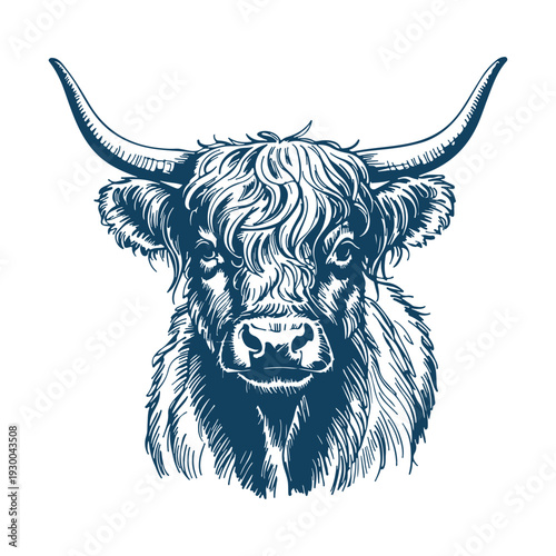 Highland cow portrait. Realistic animal sketch on white background. 