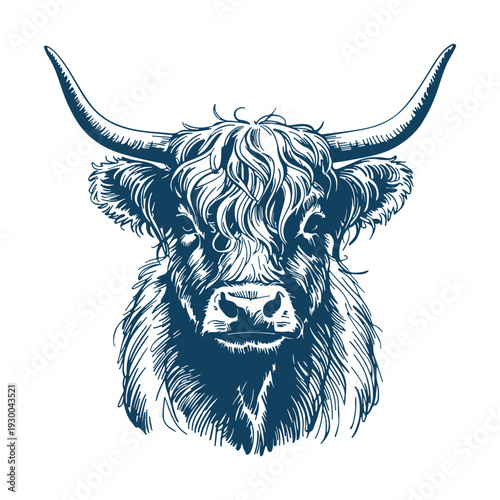 Highland cow. Realistic animal sketch on white background.