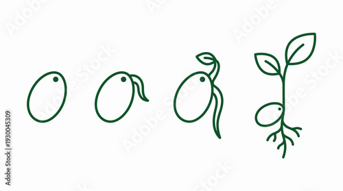 Stages of seed germination process. Spring Vector Packs. EPS Editable