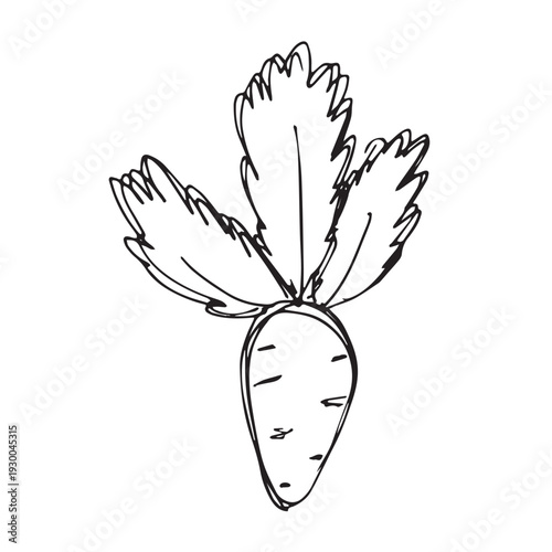 Hand drawn farm daikon radish beet beetroot plant with green leaves Fresh vegetable doodle Healthy eco food Organic garden vegetarian food For design, print, packaging, decor, kids books
