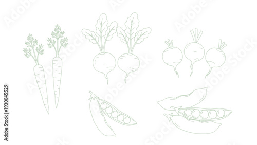 Vegetable illustrations including carrots peas. Spring Vector Packs. EPS Editable