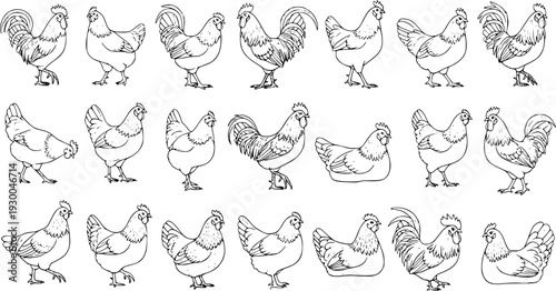 Various Chicken and Rooster Line Art Set. Hand-drawn Outline Sketches of Farm Poultry Birds. Collection of Hens and Roosters in Different Poses, White Background Drawing.