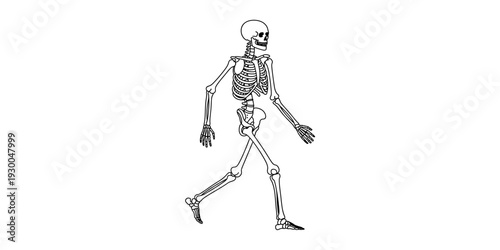 Black and white line drawing of a human skeleton walking against a white background Vector, illustration