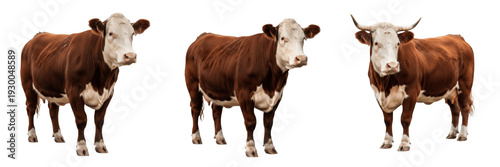 Fotografija Three Hereford Beef Cows Isolated on White Background – Trio of Brown and White