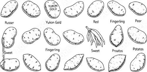 Potato Varieties: Hand-Drawn Illustration of Russer, Yukon Gold, Red, Fingerling, Peor, Sweet  Proatos Potatoes