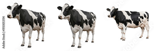 Quadro em tela : Holstein Friesian Dairy Cow Portraits - Detailed Black and White Spotted Cattl