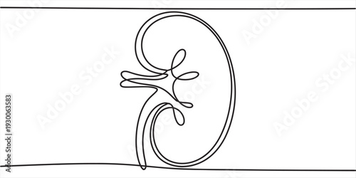 A simple continuous line drawing of a human kidney organ isolated on a white background. Vector, illustration