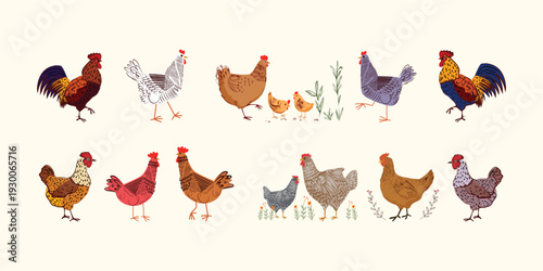 Set of chickens, hen, rooster, chick hand drawing vintage retro style vector illustration. Poultry farm animals collection isolated on background.
