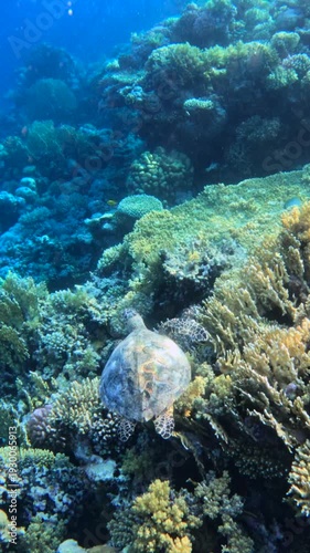 Vertical follow shot of big green sea turtle swimming above a healthy coral reef in clear Red sea water