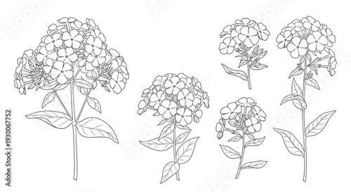 Detailed pencil sketches showing various views and stages of phlox flower clusters for botanical study.