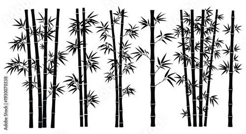 A dense grouping of bamboo stalks against a stark white background creating a striking silhouette high quality professional