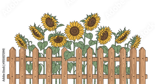 Vibrant row of yellow sunflowers with green leaves growing behind a rustic light brown wooden picket fence on a white background.