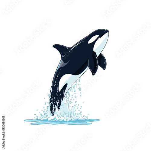 Orca killer whale jumping out of water with a dynamic splash