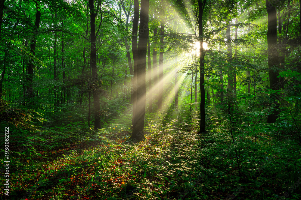 custom made wallpaper toronto digitalSunny morning in the forest