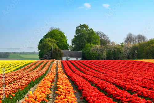 Wallpaper Mural Field full of colorful tulips Torontodigital.ca
