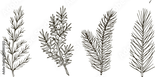 Set of golden wheat ears isolated on a white background with natural plant details