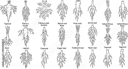 Botanical Illustration of Diverse Plant Root Systems. Detailed Line Drawings of Various Root Morphology Types: Taproot, Fibrous, Adventitious, Aerial, Prop Roots, and Others.