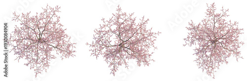 Foto Prunus dulcis tree plan, top view, cutout, transparent background, isolate, Detailed aerial view of a vibrant blooming cherry blossom tree in spring season