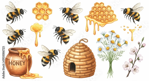 Watercolor bee and honey elements illustration nature concept isolated