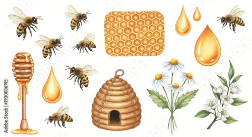 Watercolor bee and honey elements set isolated on a white background