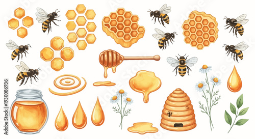 Watercolor bee and honey elements set isolated on white background