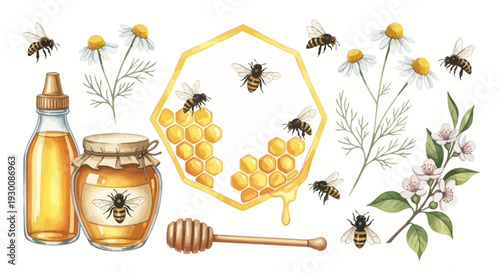 Watercolor bee and honey elements with chamomile flowers isolated