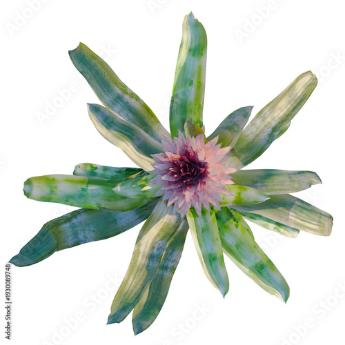 Photos Aechmea fasciata tree plan, top view, cutout, transparent background, isolate, Vibrant bromeliad plant close-up, lush tropical foliage, vibrant colors, detailed texture, nature's beauty