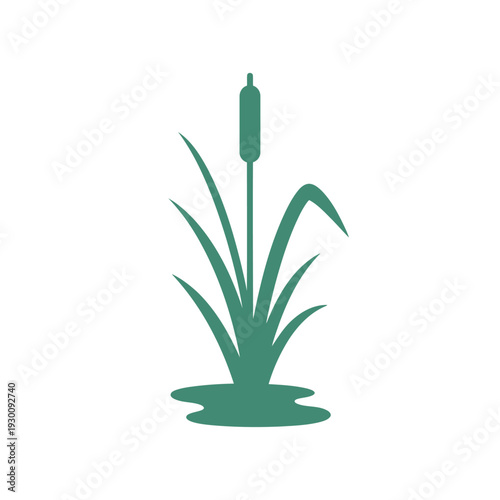 Bulrush with cattail stalk in marsh