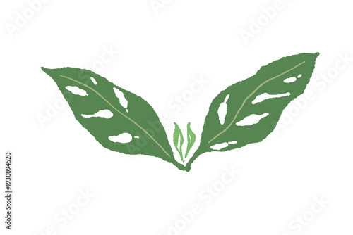 Coffee Leaves Green Foliage Illustration