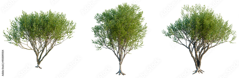 Fototapeta premium Plinia cauliflora tree, elevation, front view, cutout, transparent background, isolate, Realistic Tree with Roots, Detailed Branch Structure, Digital Art, Nature Elements, High Resolution