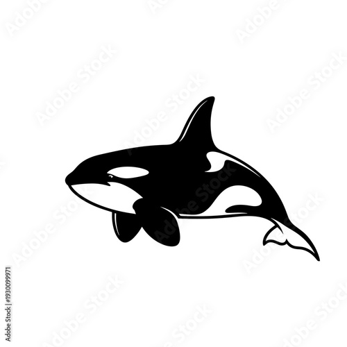 Stylized black and white killer whale illustration isolated on a white background