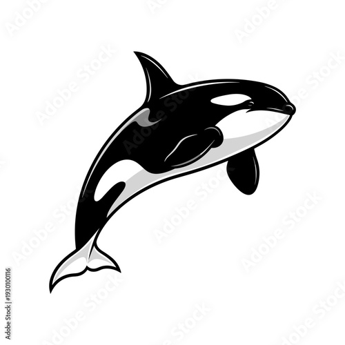 Stylized black and white killer whale vector illustration swimming upwards