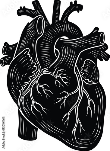 Detailed black and white anatomical illustration of human heart showing aorta, pulmonary arteries, veins, and coronary vessels for education