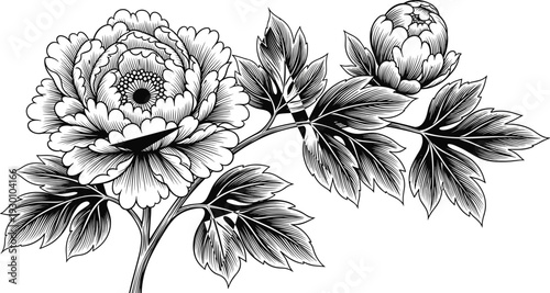 Detailed black and white botanical illustration of blooming peony flower with layered petals, bud, and veined leaves for design