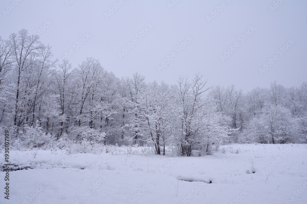 Fototapeta premium Winter forest