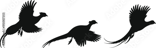 Vector, Illustration, Set, of, Pheasant, Bird, Silhouettes, Flying, in, the, Sky, for, Nature, Identity, Branding, Wildlife, Conservation, Professional, Graphic, Design, Projects, Collection, Elements