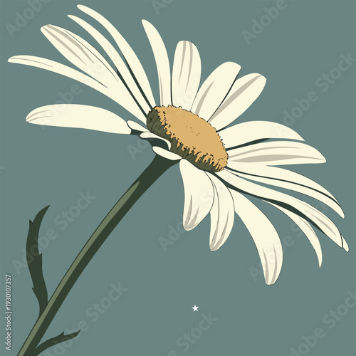 daisy flower vector