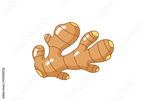 Fresh Ginger Root Illustration.