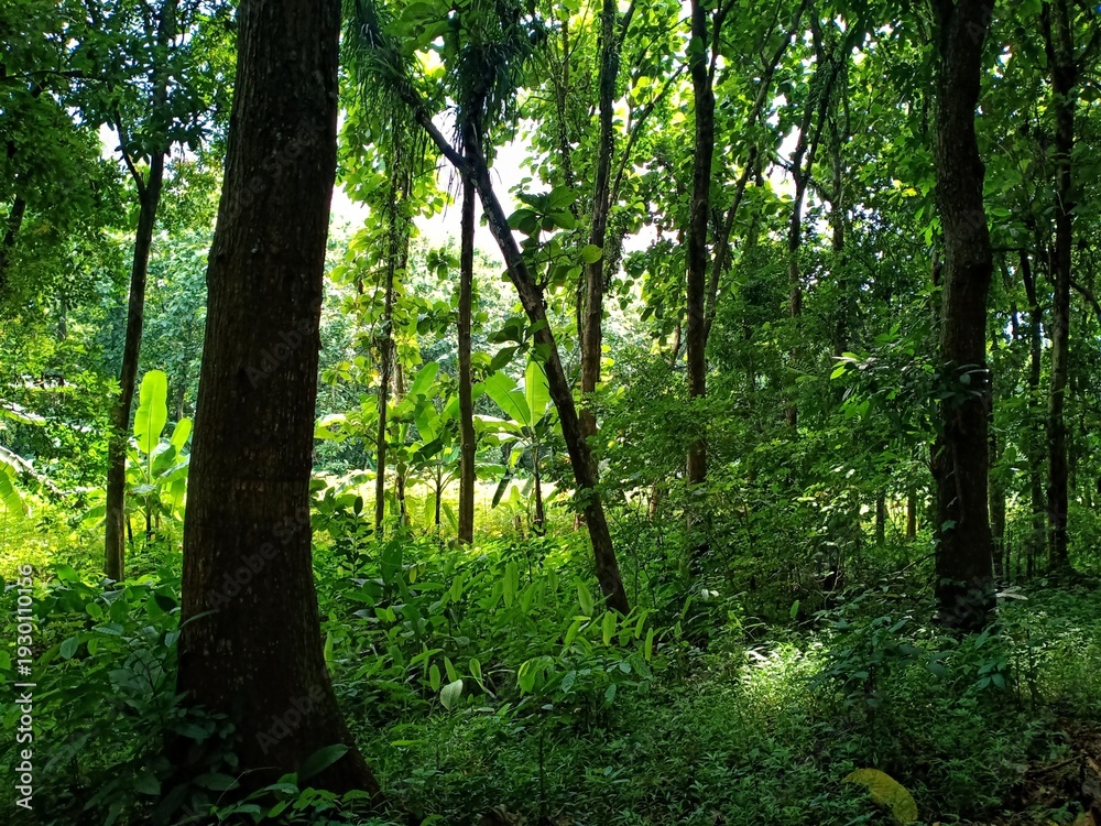 Obraz premium trees in the forest