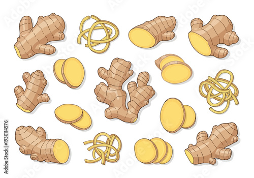 Ginger Roots and Slices Illustration.