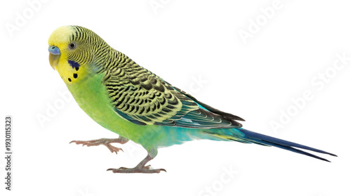Vibrant green and yellow budgerigar parakeet walking with one foot raised, isolated on a clean white background, showcasing its colorful plumage and delicate features for pet and nature-themed