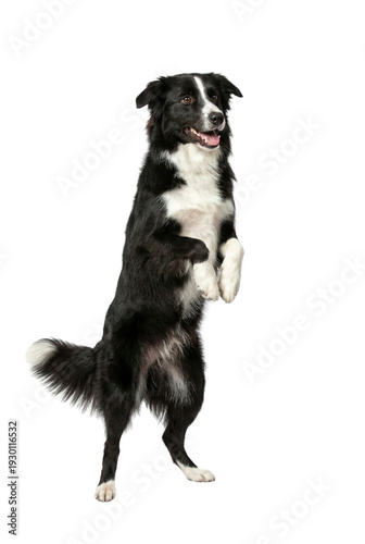 Playful black and white Border Collie dog standing on hind legs, looking happy and alert, isolated on a clean white background, perfect for pet-related marketing and design projects.