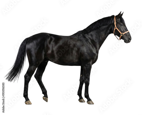 Majestic black horse standing in profile, showcasing its sleek coat and elegant posture, isolated on a clean white background for versatile commercial use.