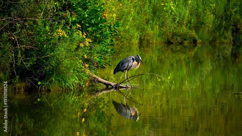 Photos Great Blue Heron Perched on Log Over Calm Pond at Golden Hour