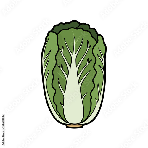 Napa Cabbage Cartoon Illustration – Fresh green Chinese cabbage isolated on white background, flat vector clipart style with bold outline